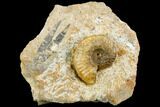 Ammonite Fossil - Boulemane, Morocco #122437-1